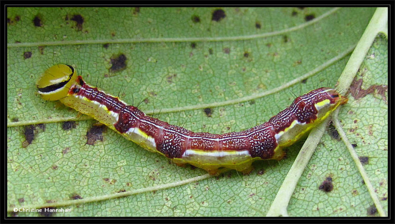 Double-lined prominent caterpillar (Lochmaeus bilineata)  #7999