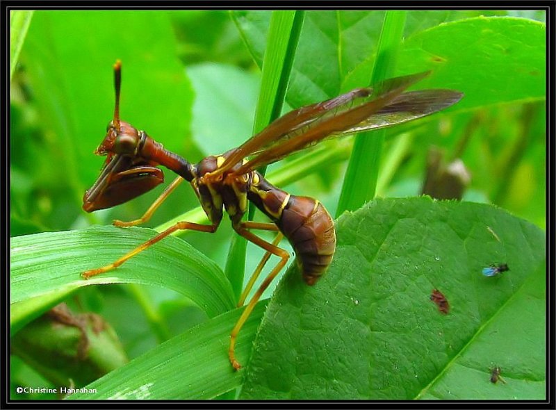 Brown mantisfly (Climaciella  brunnea)