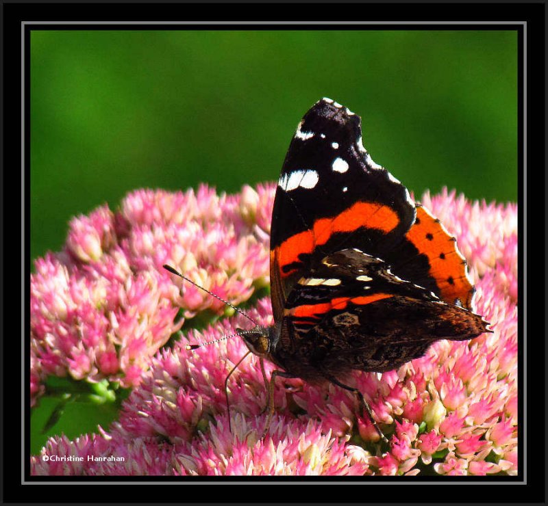 Red admiral butterfly (Vanessa atalanta) on Sedum
