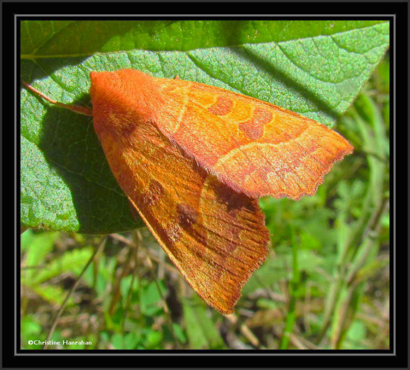 Scalloped sallow moth  (<em>Eucirroedia pampina</em>) #9952