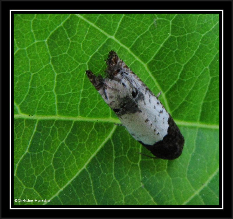 Goldenrod gall moth (Epiblema scudderiana), #3186