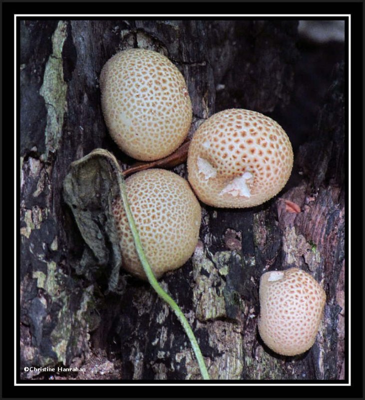 Puffballs (Lycoperdon)