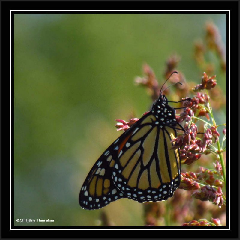 Migrating Monarch butterfly on Sorghum