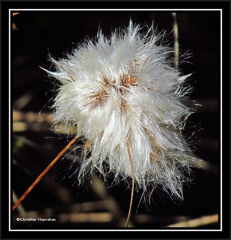 Cotton-grass  (Eriophorum)