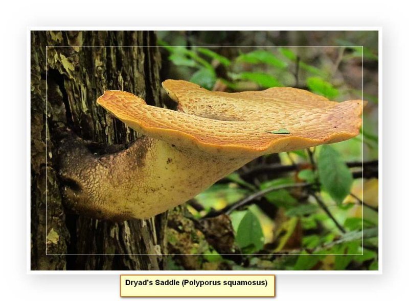 Dryad's saddle (Polyporus squamosus)