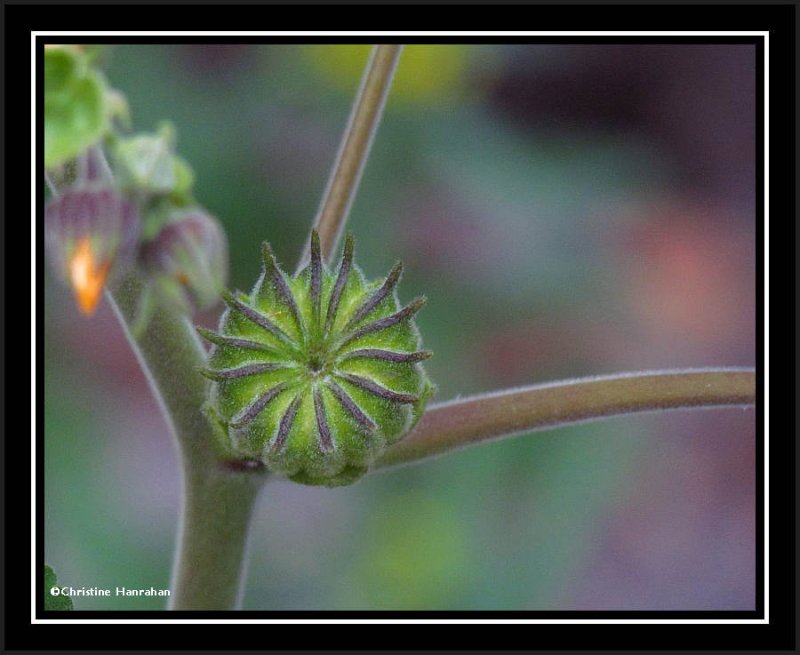 Velvetleaf seedpod  (Abutilon theophrasti)