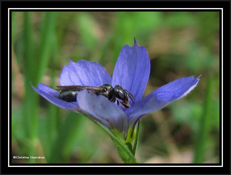 Small carpenter bee (Ceratina) in blue eyed grass