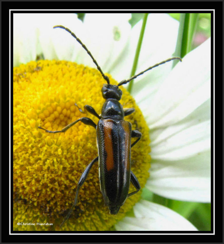 Flower longhorn beetle (Strangalepta abbreviata)