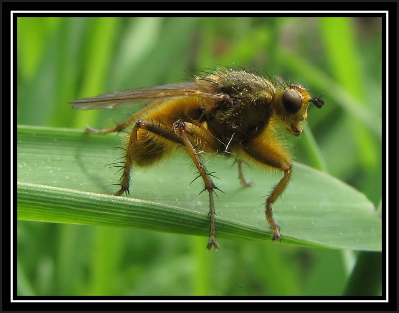 Golden dung fly(Scathophaga stercoraria)