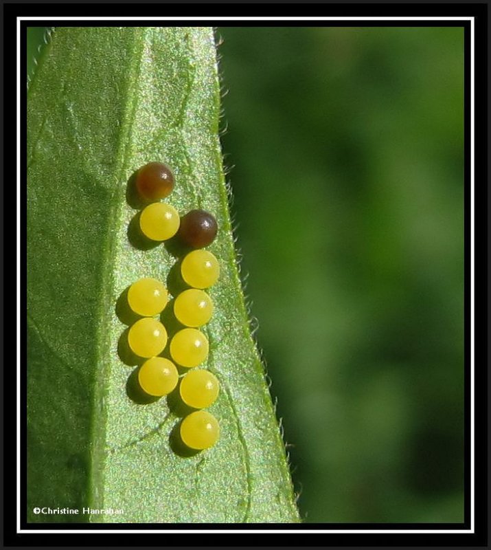 Virginia Ctenucha moth eggs