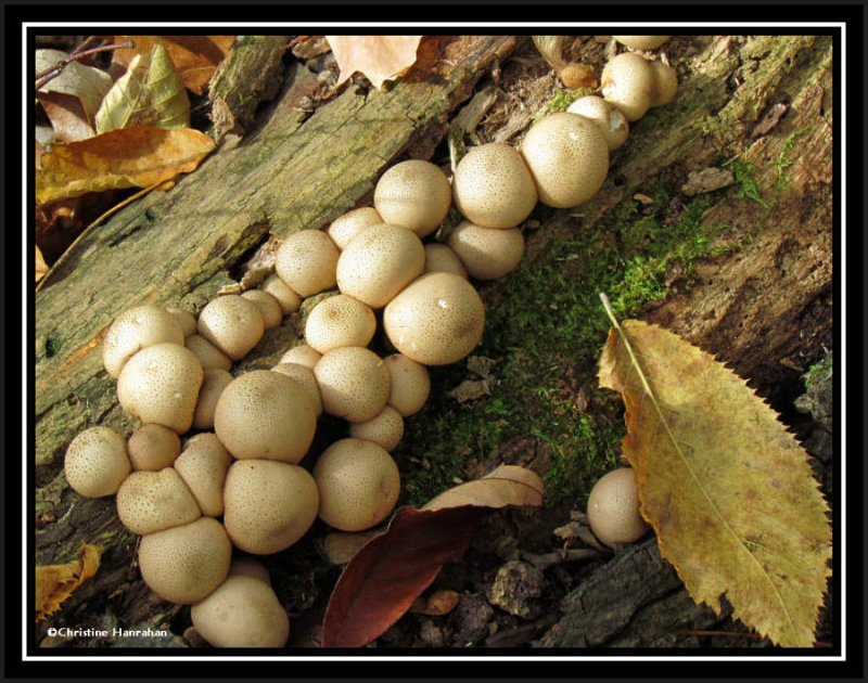 Puffballs (Lycoperdon)