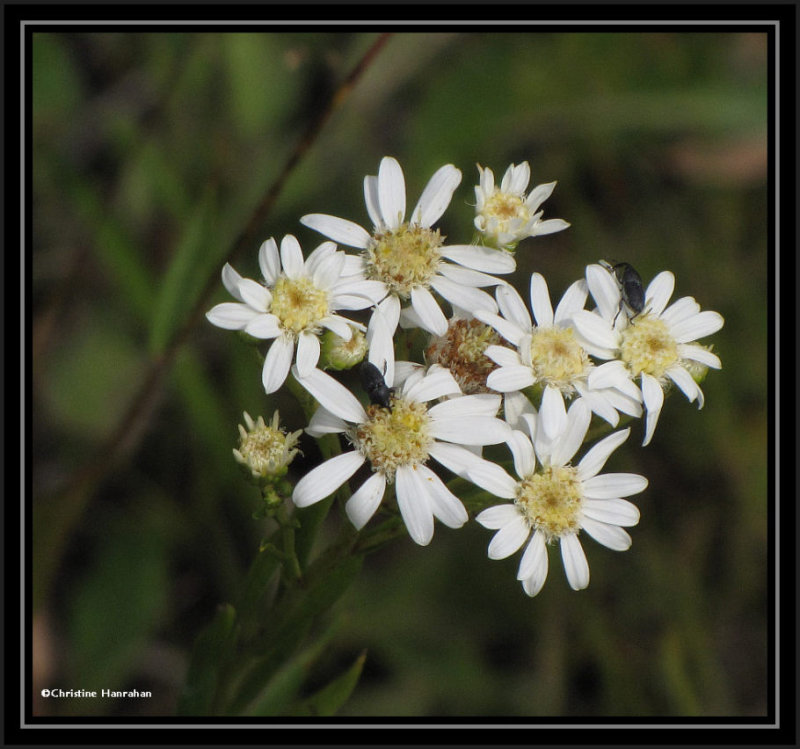 Upland white aster (Solidago ptarmicoides)