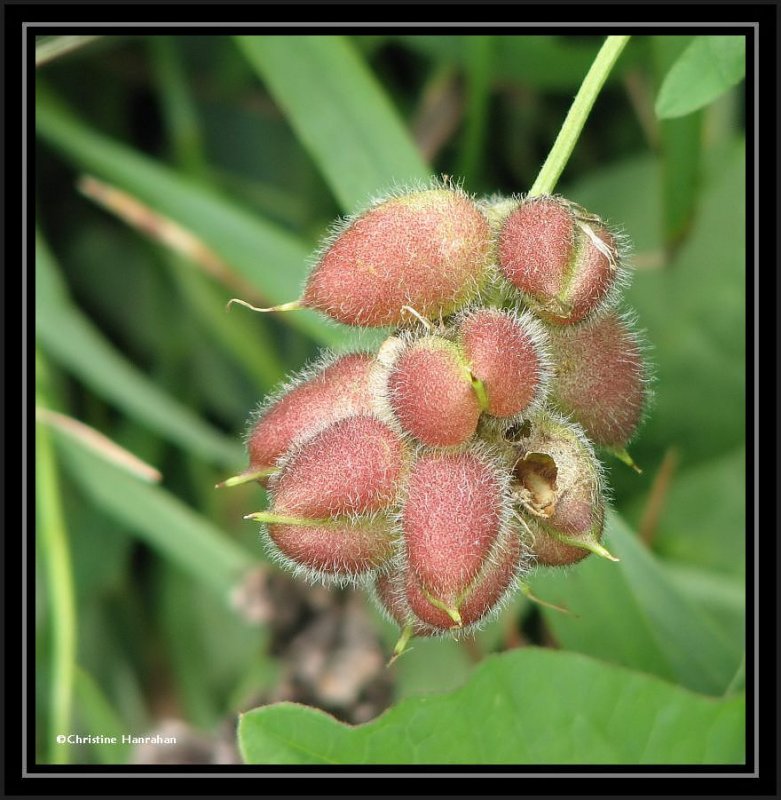 Milkvetch seedpods