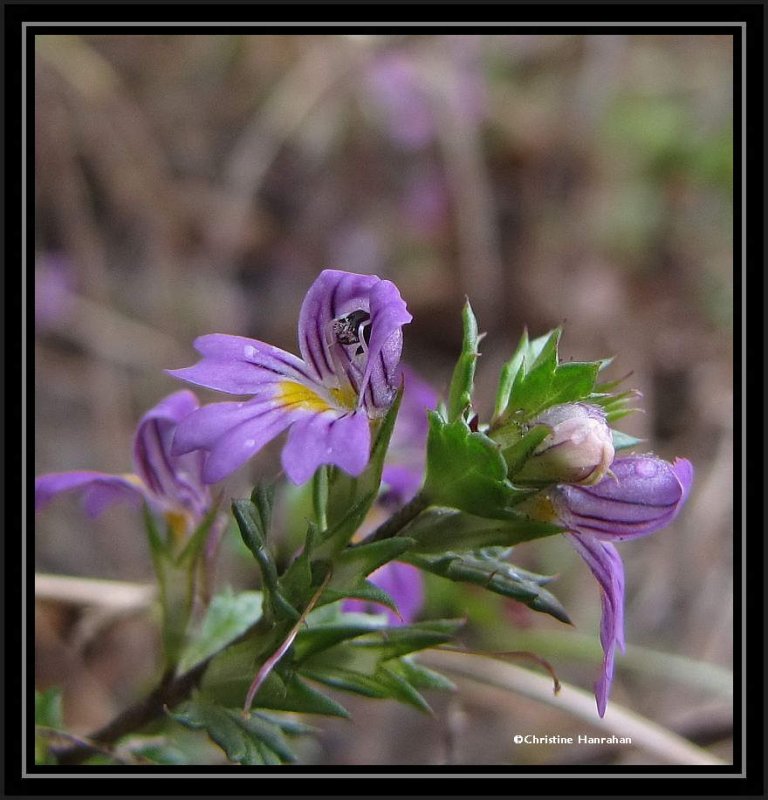 Eyebright (Euphrasia)
