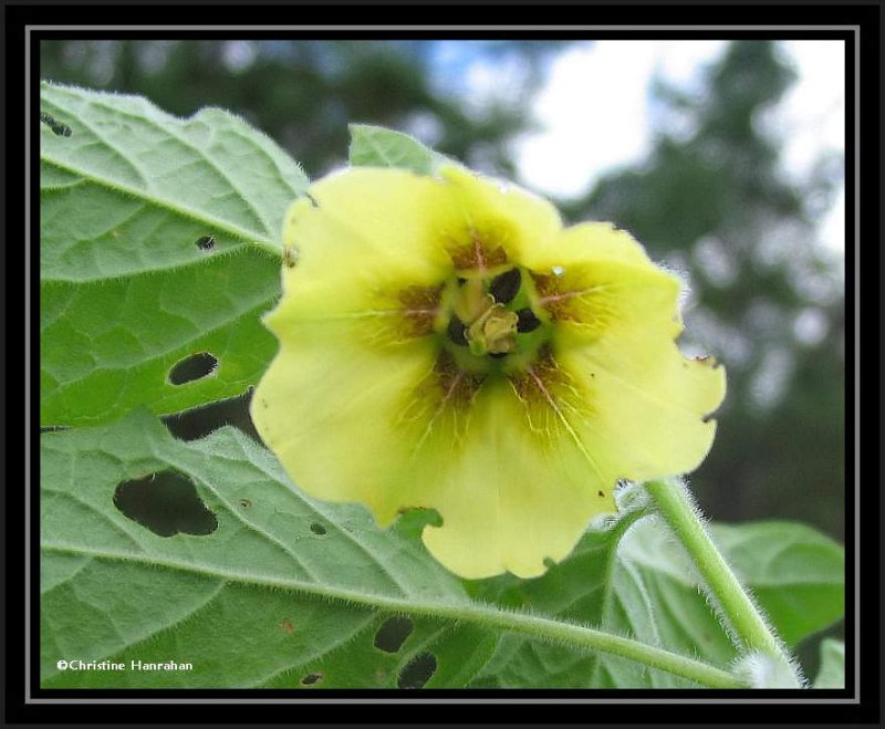 Ground cherry (Physalis)