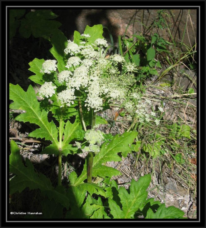 Giant hogweed (Heracleum mantegazzianum)