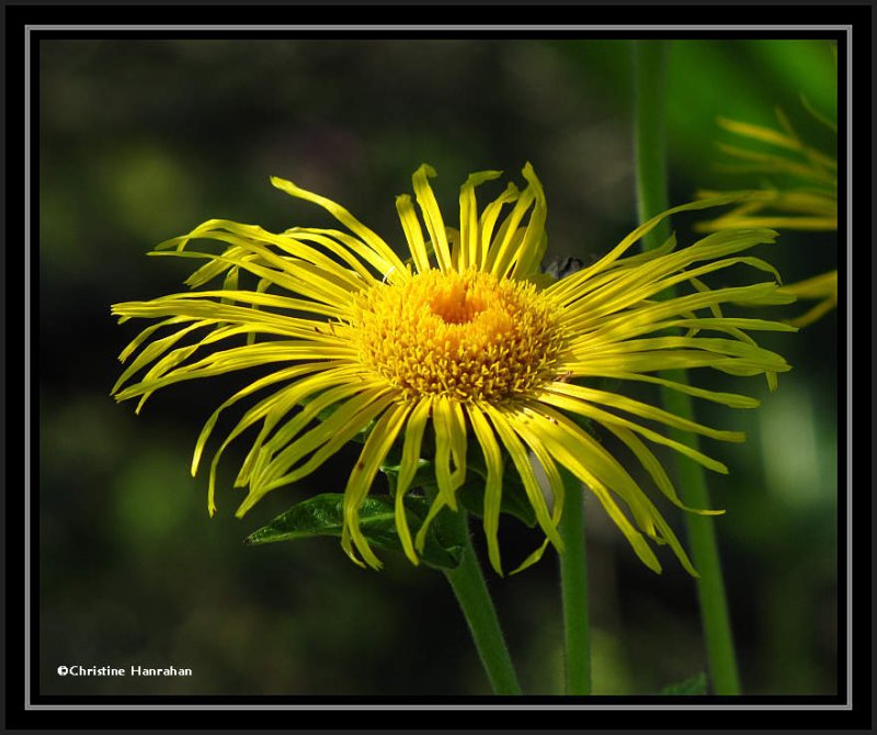 Elecampane (Inula helenium)