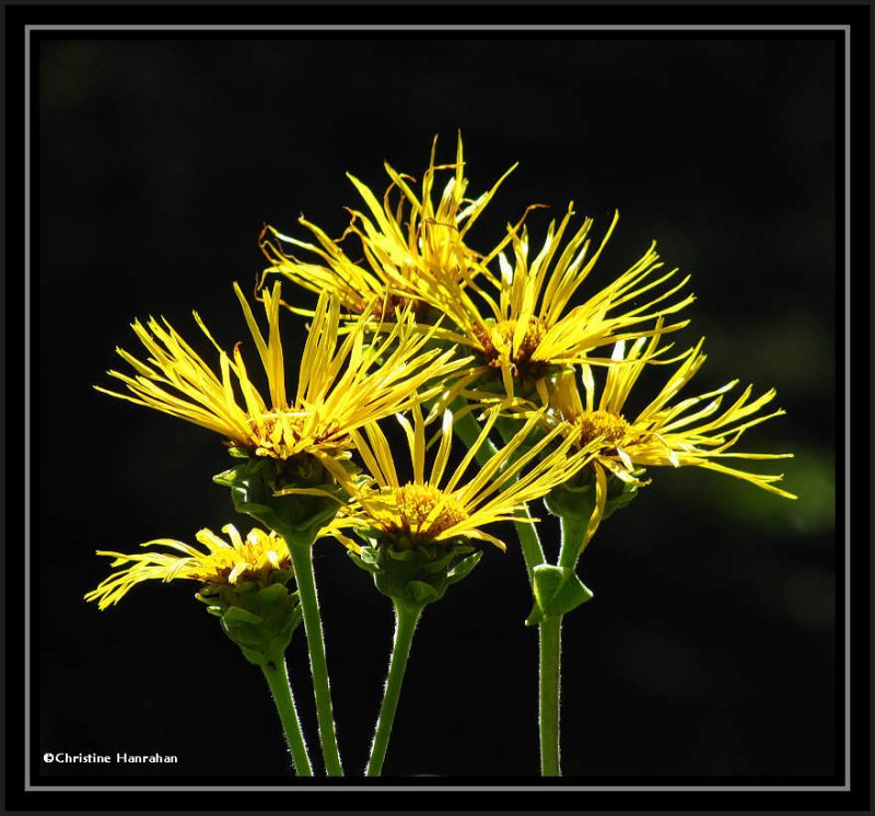 Elecampane (Inula helenium)