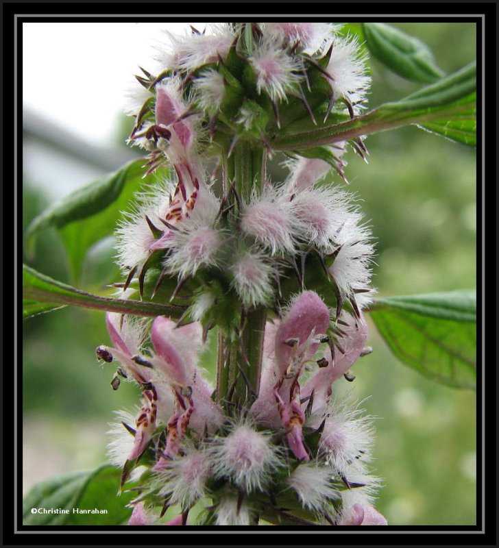 Motherwort (Leonurus cardiaca)