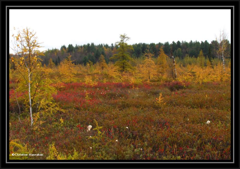 All the colours of the Mer Bleue Bog