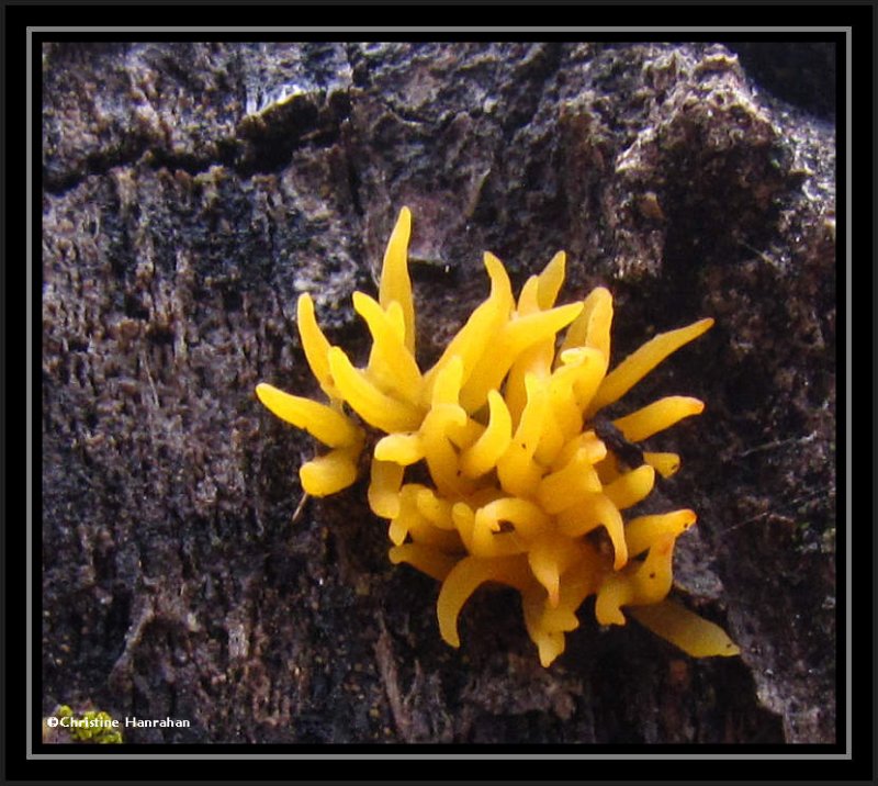 Jelly fungus