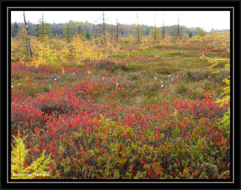 Another colourful view across the bog