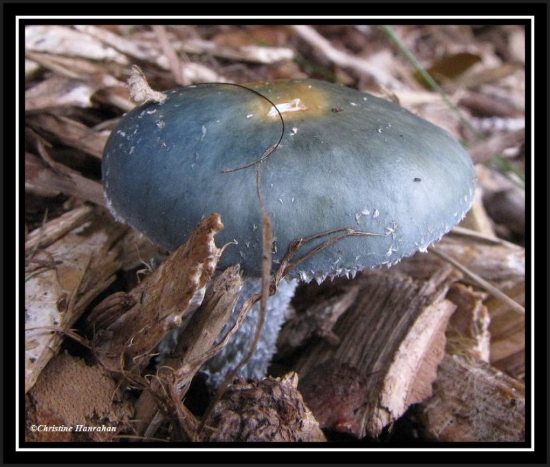 Blue-green stropharia (Stropharia aeruginosa)