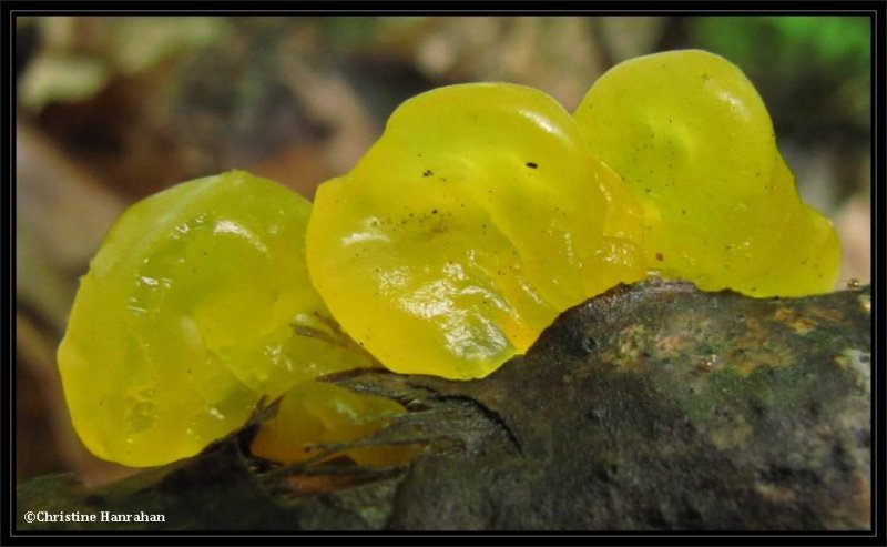 Jelly fungus