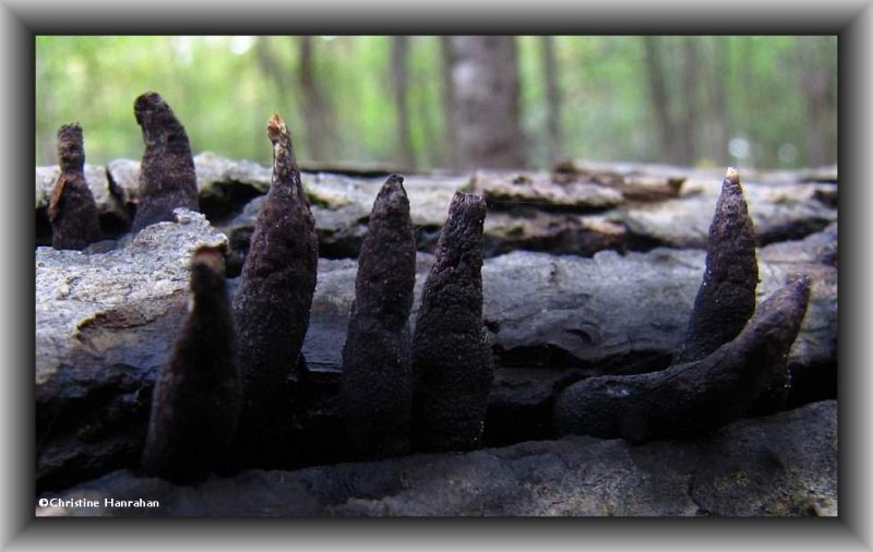 Dead man's fingers  Xylaria