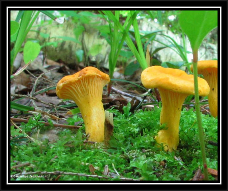 Possibly Chantarelle mushrooms