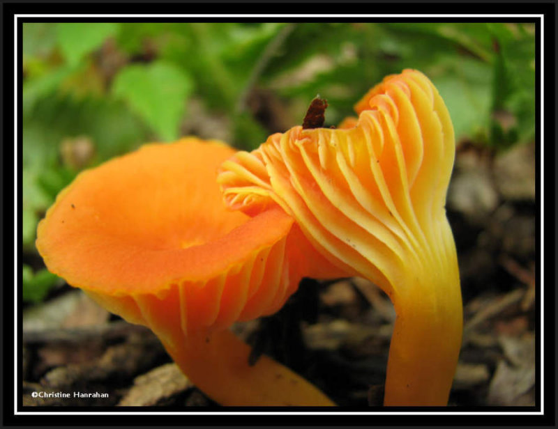 Yellow mushroom, possibly a Chantarelle