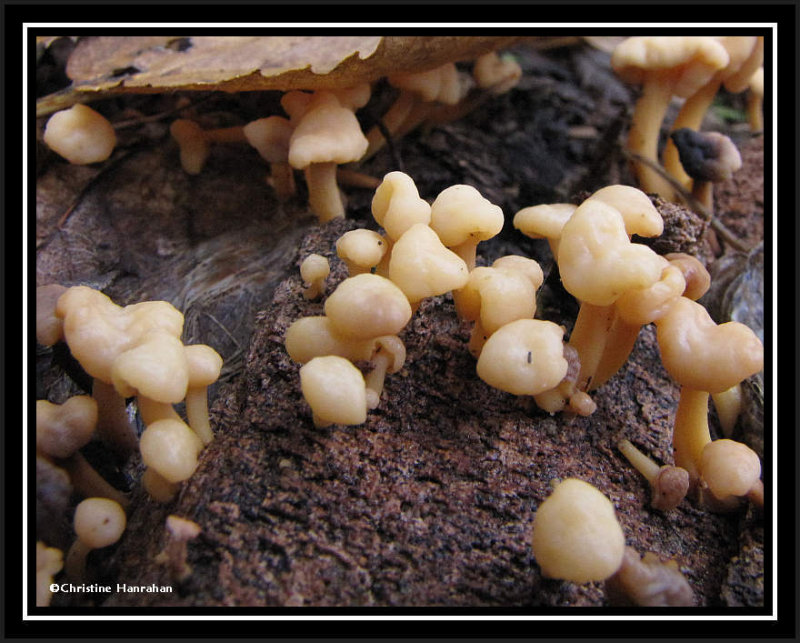 Cudonia fungi
