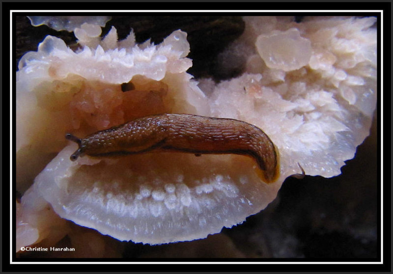 Mushroom (Phlebia)  with slug