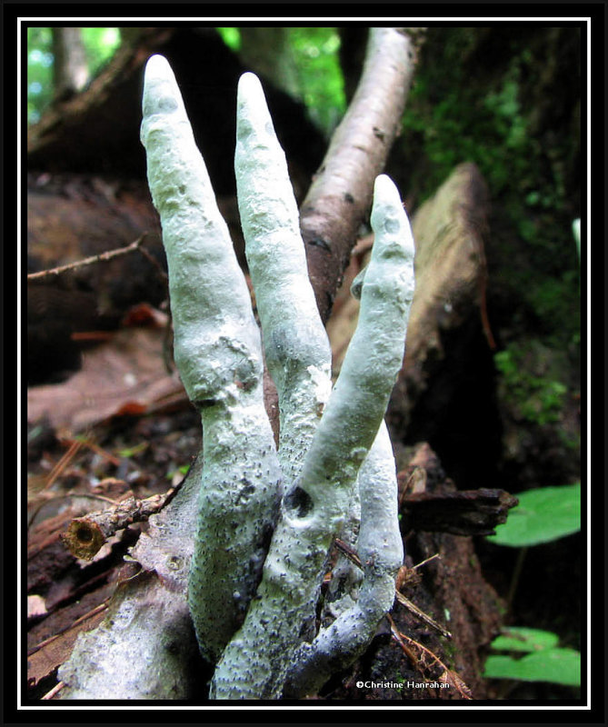 Dead man's fingers (Xylaria)