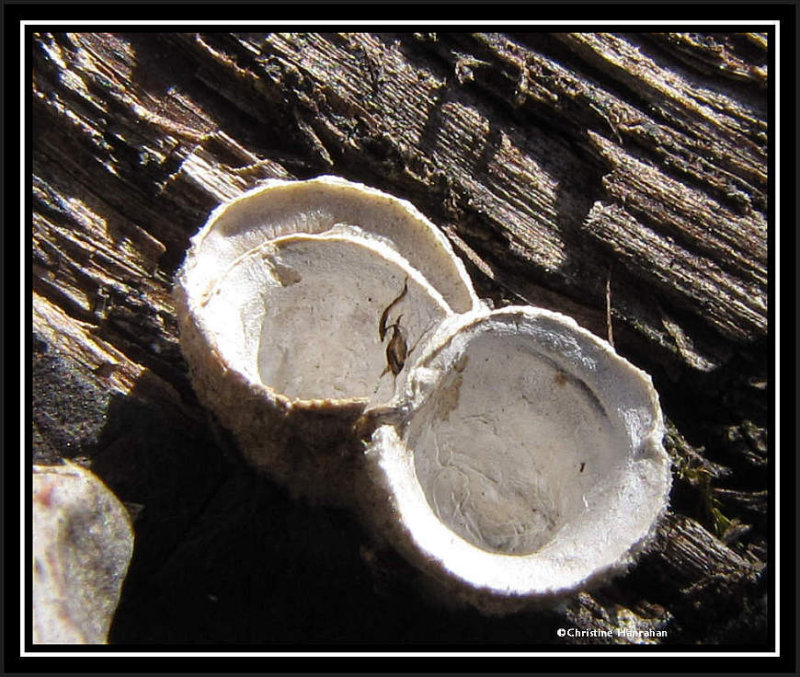 Bird's nest fungi