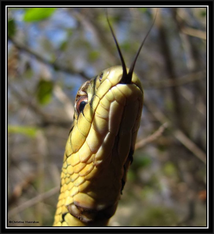 Garter snake  (Thamnophis sirtalis)