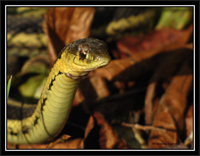 Garter snake  (Thamnophis sirtalis)