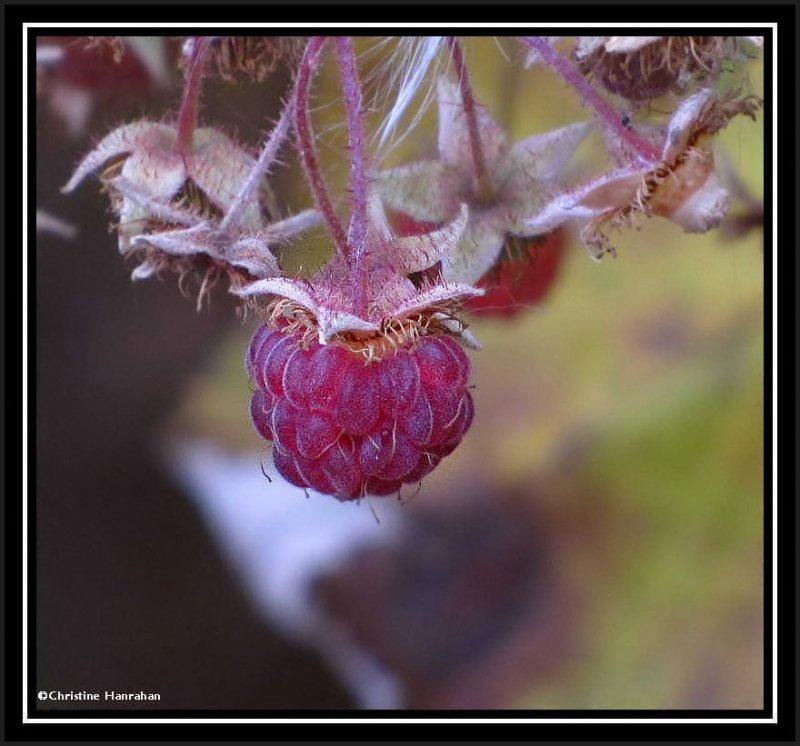 Last of the wild raspberries (Rubus idaeus)