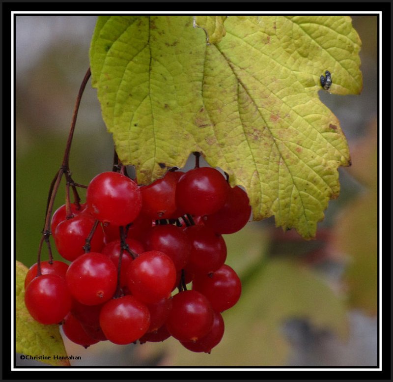 High-bush cranberry (Viburnum trilobum)