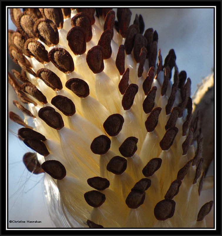 Milkweed seeds