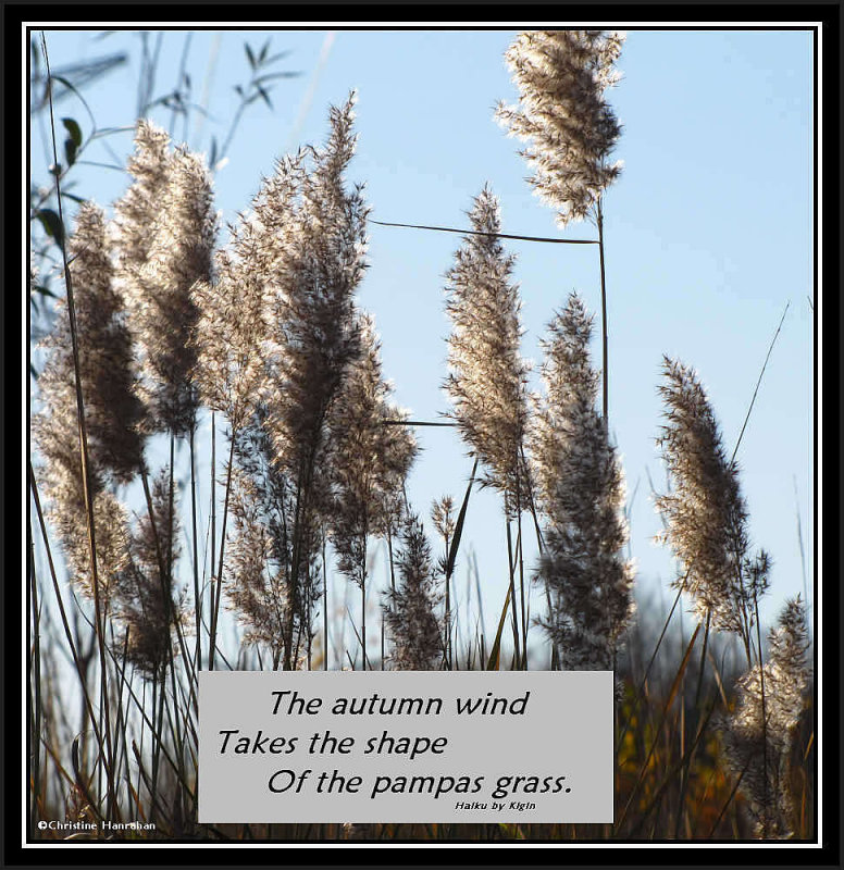 Phragmites