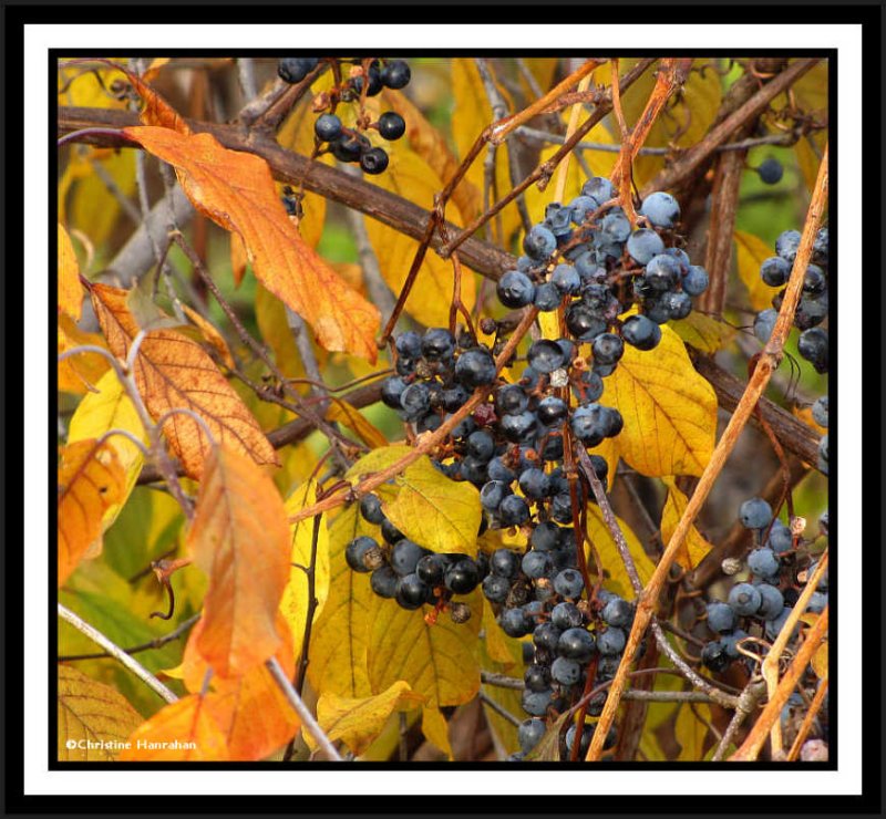 Wild grape fruit (Vitis riparia)