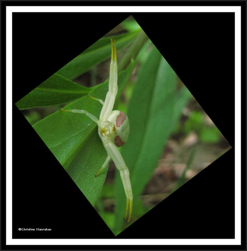 Goldenrod Crab spider, female (Misumena vatia)