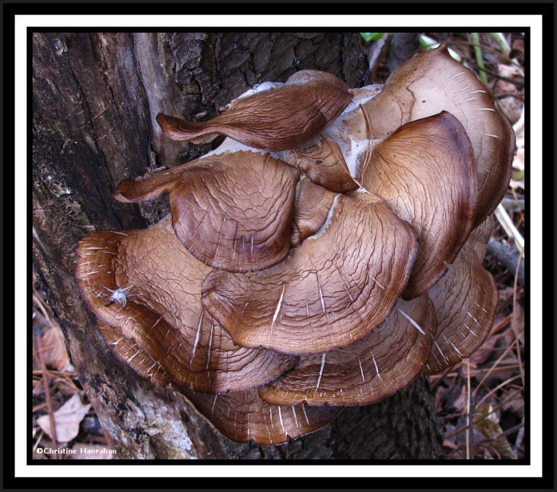 Fungus on dead tree