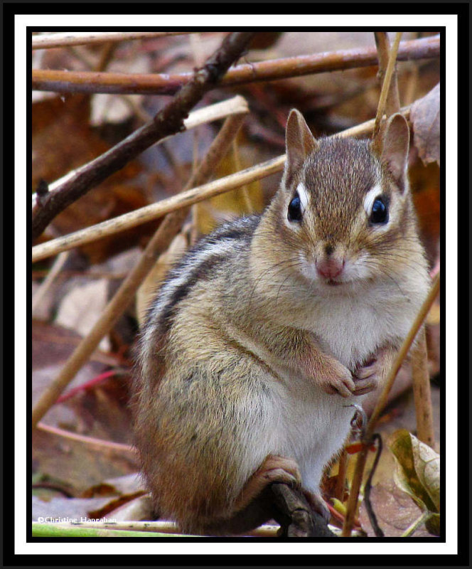 Chipmunk