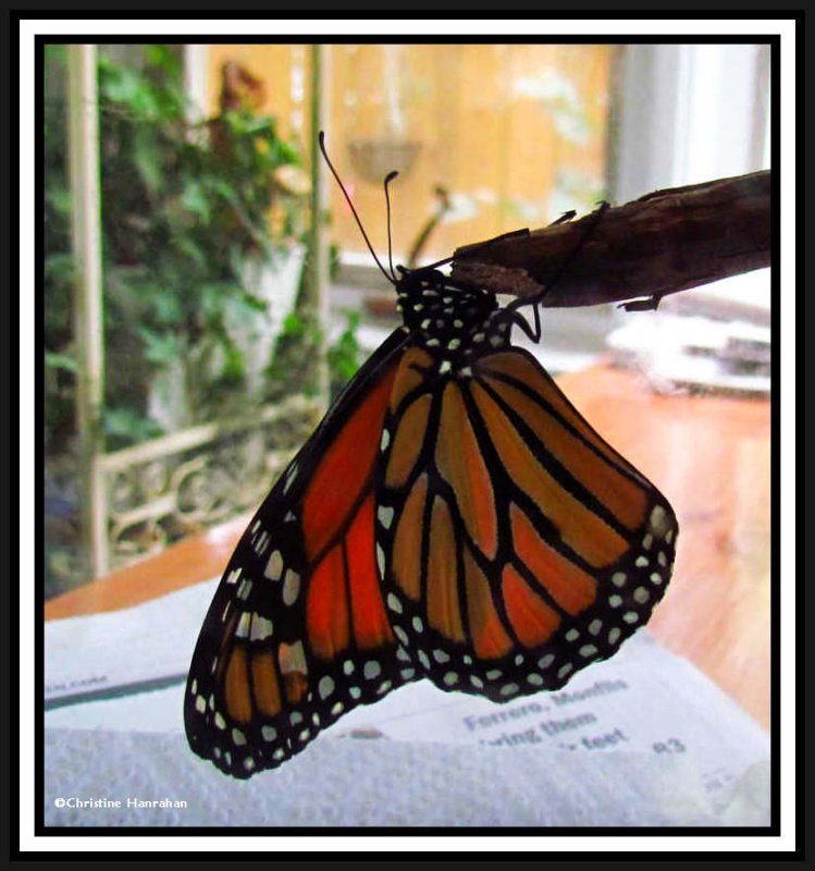 Monarch butterfly just after emerging