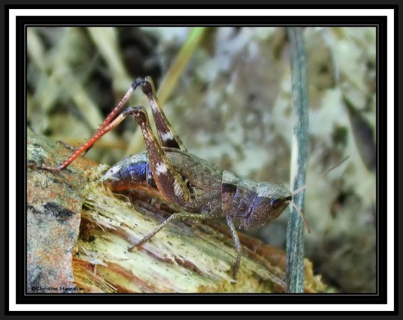 Grasshopper laying eggs in rotted stump