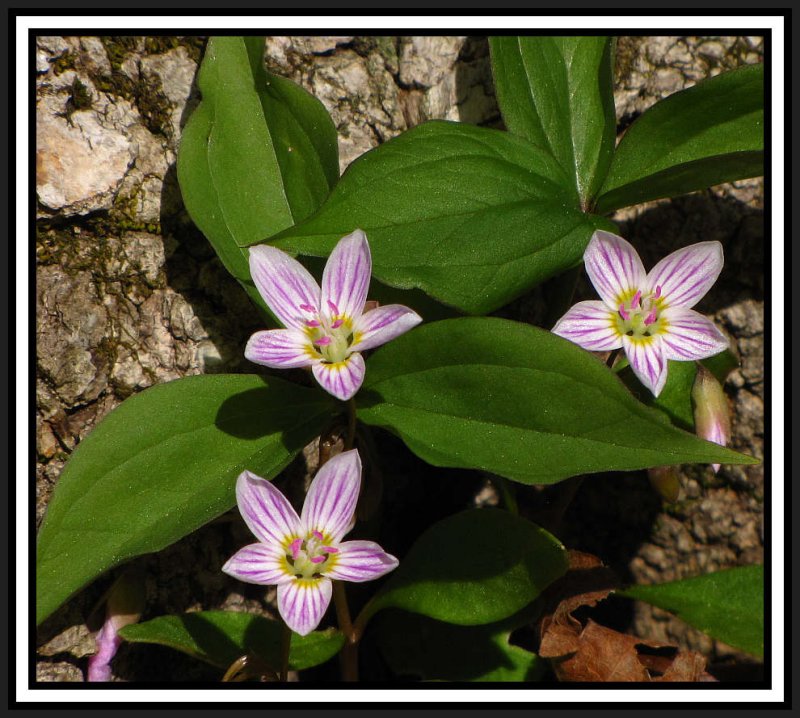 Spring beauty (Clatonia carolineana)