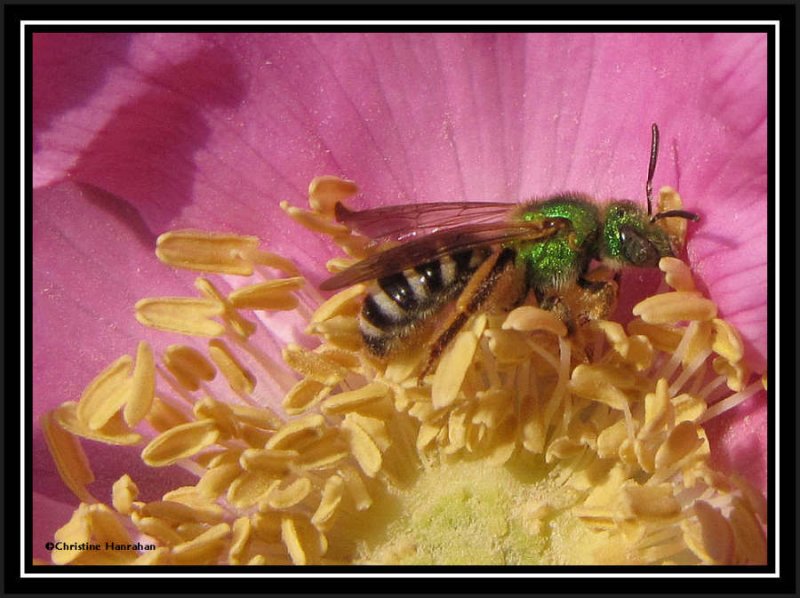 Sweat bee (Agapostemon) on rose