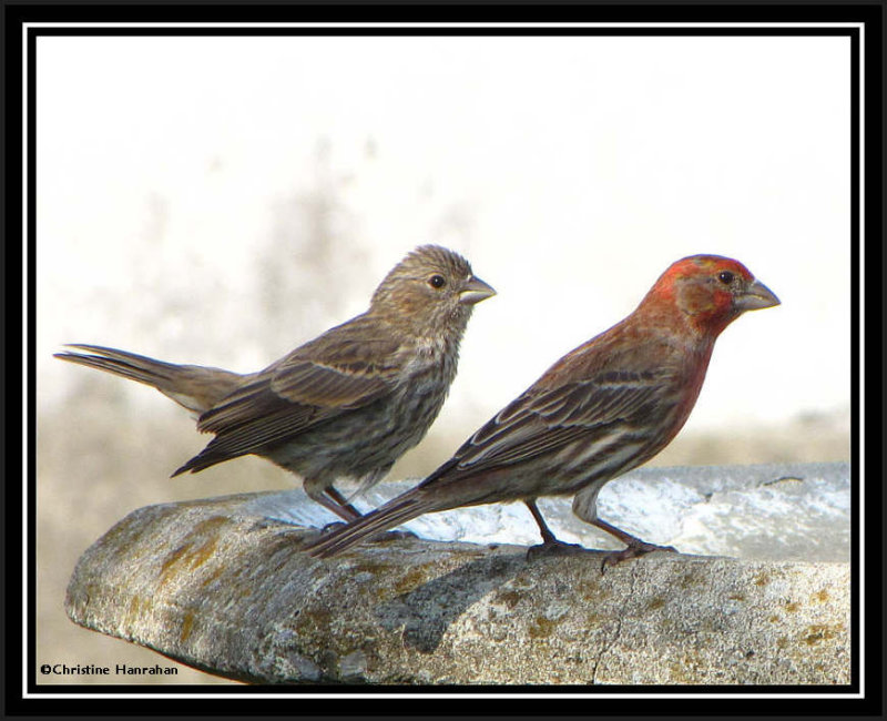 Lining up:  House finches at the bird bath